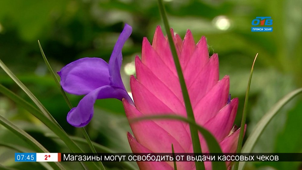 Выбирайте комнатные цветы правильно в рубрике «Руки садовода»