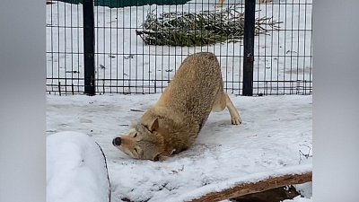 Игрушки для волков сняли на видео в Челябинском зоопарке