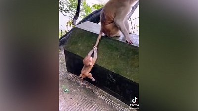 Мех и смех: стрельба из пальца, хвостатая подмога и ритуальные прыжки