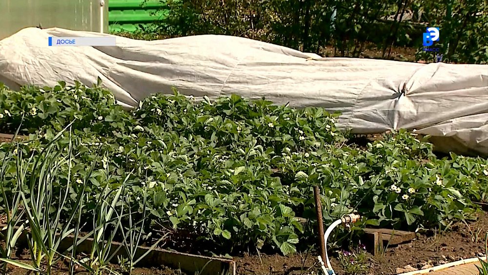 Южноуральские садоводы получат помощь