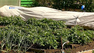 Южноуральские садоводы получат помощь