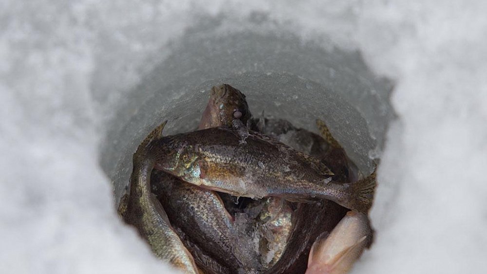 В Челябинске браконьеров оштрафуют на полмиллиона рублей за ловлю неводом