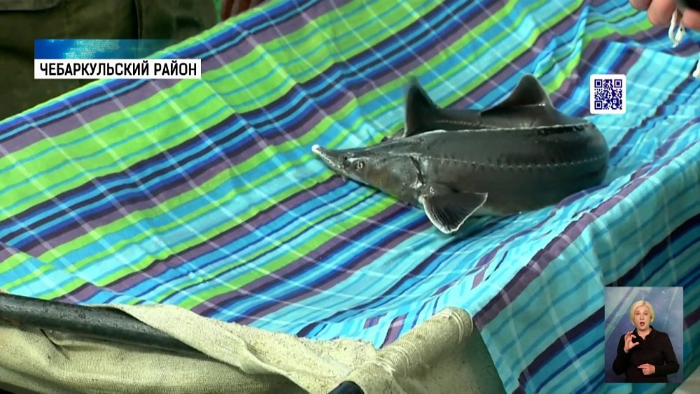 На рыбной ферме осетрам делают УЗИ