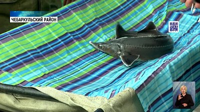 На рыбной ферме осетрам делают УЗИ