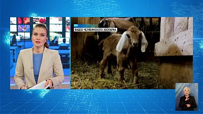 Любовь зла, полюбишь и козла