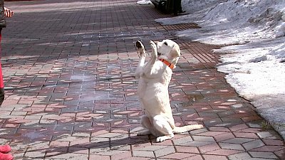 Как защитить домашних питомцев от клещей