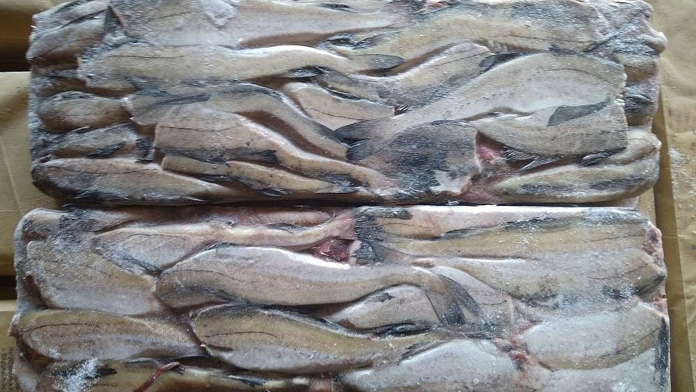 В Магнитогорске изъяли 48 тонн рыбы, которую везли с нарушением заморозки