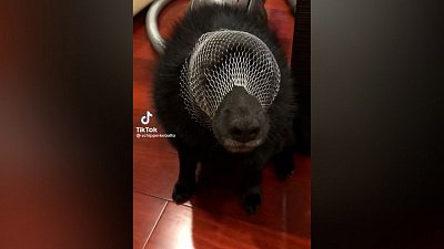 Мех и смех: забавный намордник, кукарекающий пес и странная охота