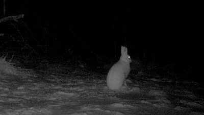 В нацпарке «Таганай» зайцы устроили забег под камерой фотоловушки