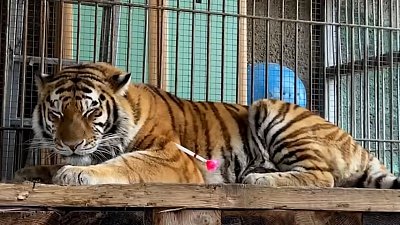 В Челябинском зоопарке провели медицинское обследование тигрицы Лаффи