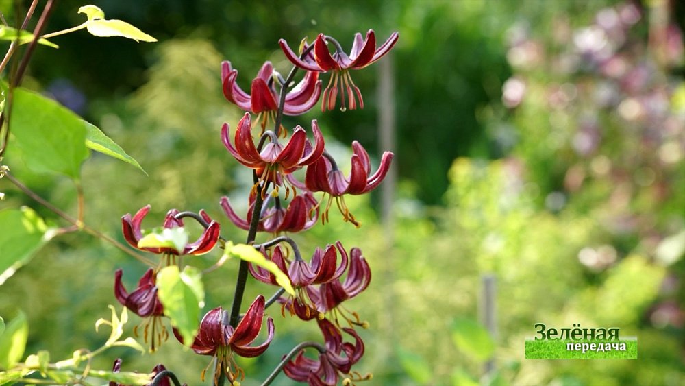 Зеленая передача 07.04.2022