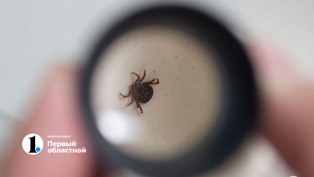 Роспотребнадзор обещает Челябинской области повышенную активность клещей