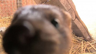 В Миассе школьники помогают питомнику европейских норок