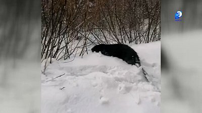 На дорогах Зюраткуля можно встретить бобров