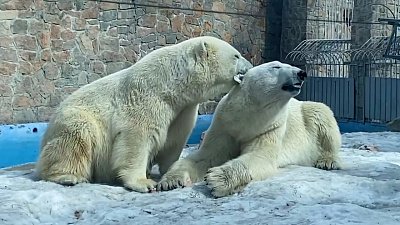 Нежности Айриши и Сени показали в Челябинском зоопарке