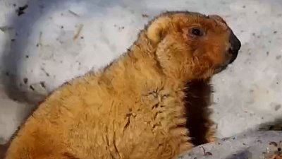 В Челябинском зоопарке проснулась сурок Соня