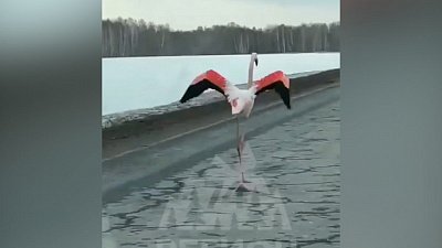 В Тюмени заметили гуляющего фламинго