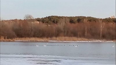 В Челябинске местные жители любуются лебедями
