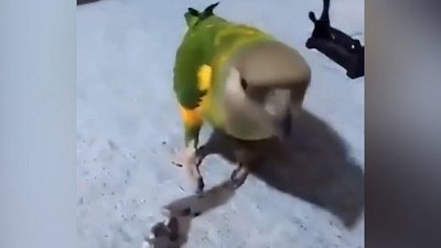 Мех и смех: попугай-актер, нападение на леопарда и свиньи в аквапарке