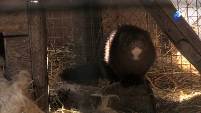 Миасские школьники помогают питомнику норок