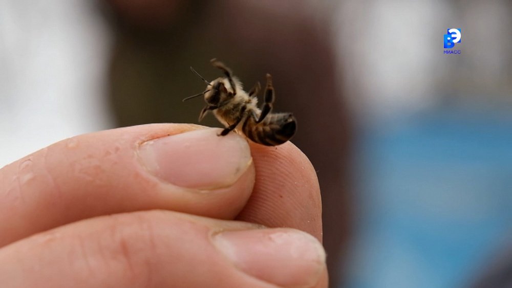 Пчеловоды открыли сезон
