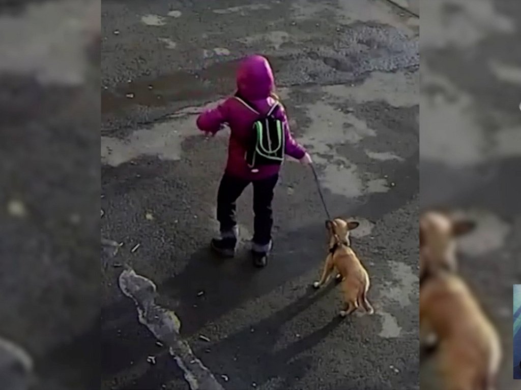 собаку выбросили из окна. девочка выкинула щенка. сбросил собаку. скинь собаки. щенок оскорбление.