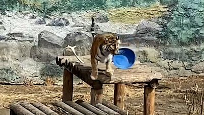 Игра тигра с тазиком в Челябинском зоопарке попала на видео