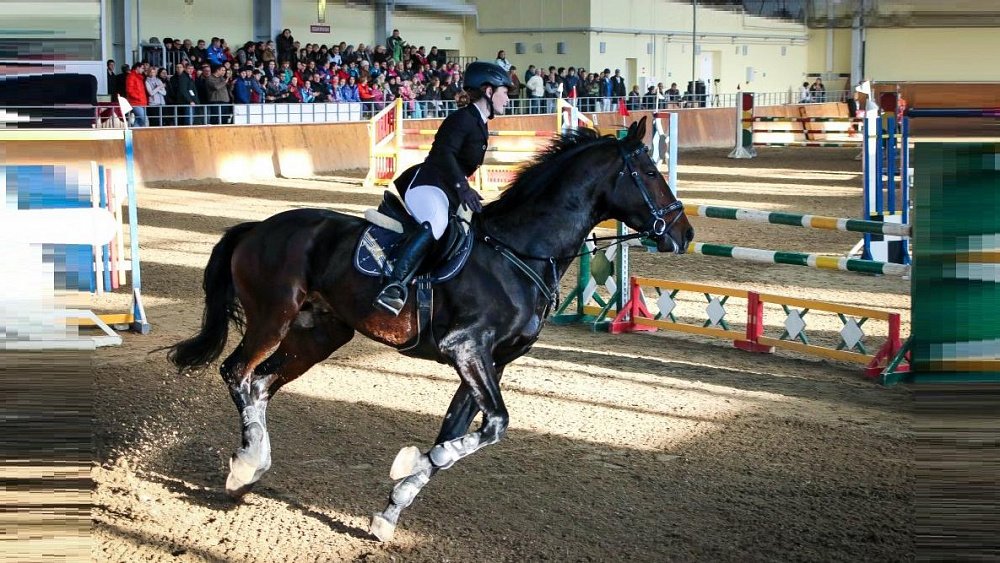 В Челябинске проведут семинар для судей по конному спорту