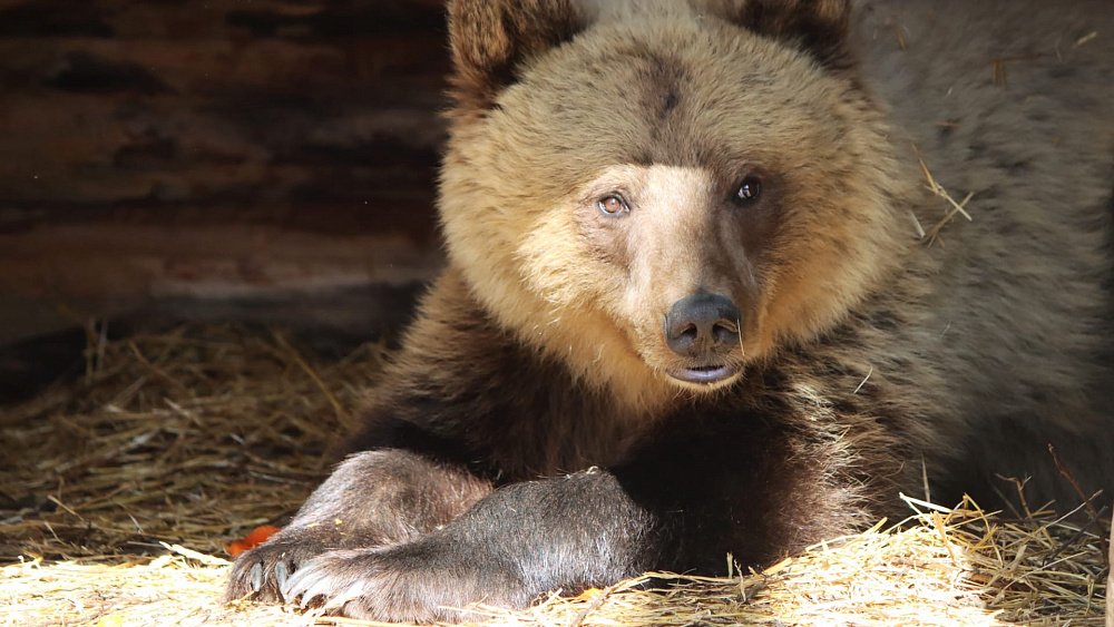 В челябинский зоопарк перевезли второго медвежонка из горнолыжного центра «Банное»
