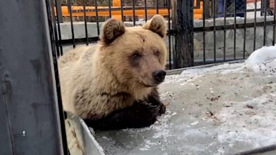 Видео адаптации новой медведицы в Челябинском зоопарке