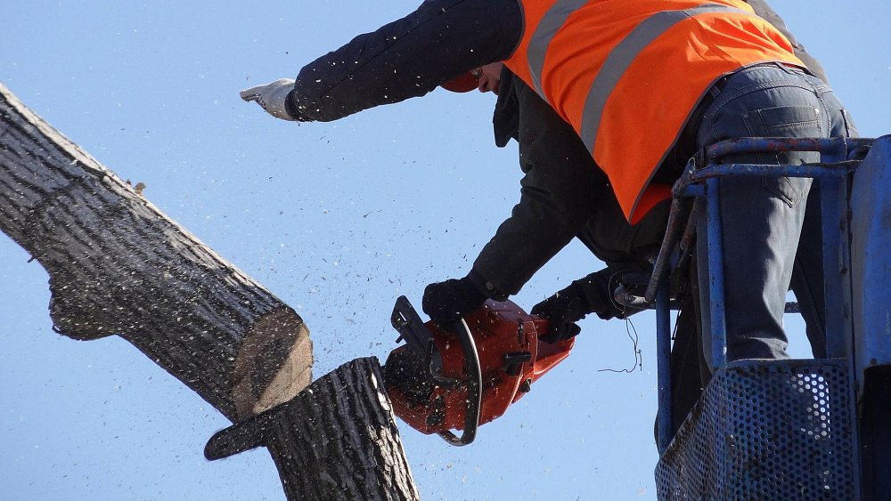 На северо-западе Челябинска снесут аварийные деревья