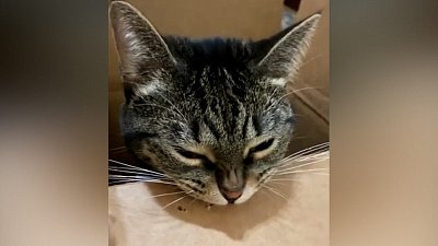 Мех и смех: чувство ритма, вкусный палец и картонное развлечение