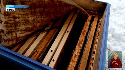 В Миассе пчеловоды открыли сезон