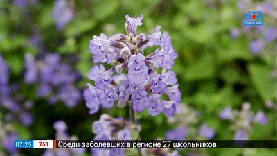 Не растения, а мечта! в рубрике «Руки садовода»