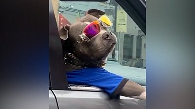 Мех и смех: подозрительный кот, модный лук и кофе для свинки