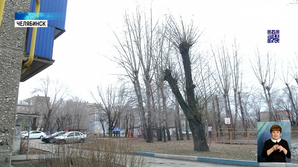 Жители недовольны обрезкой деревьев во дворе