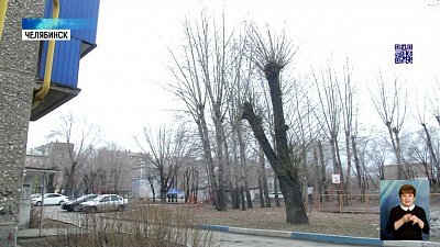 Жители недовольны обрезкой деревьев во дворе