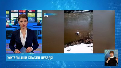 Жители Аши спасли лебедя