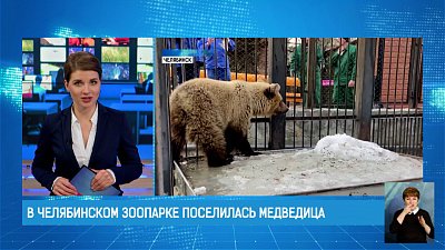 В челябинском зоопарке поселилась медведица