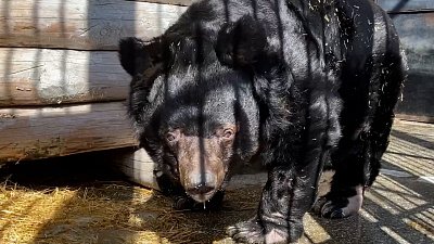 Челябинский зоопарк снял видео о мишке-долгожителе
