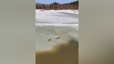 На Таганае сняли на видео недоумевающих птиц