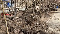На Комсомольском проспекте в Челябинске подрядчик при благоустройстве повредил деревья