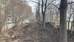 На Комсомольском проспекте в Челябинске подрядчик при благоустройстве повредил деревья