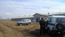 Двое рабочих погибли на свинокомплексе в Челябинской области Двое рабочих погибли на свинокомплексе в Челябинской области