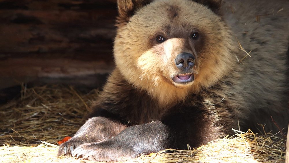 Медведице из горнолыжного центра «Банное» дали имя
