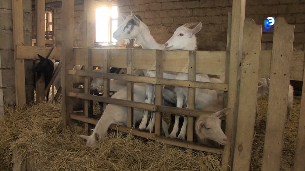 Сыровары Миасса замещают импортную продукцию