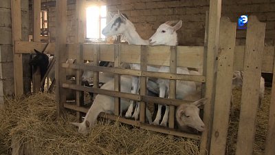 Сыровары Миасса замещают импортную продукцию