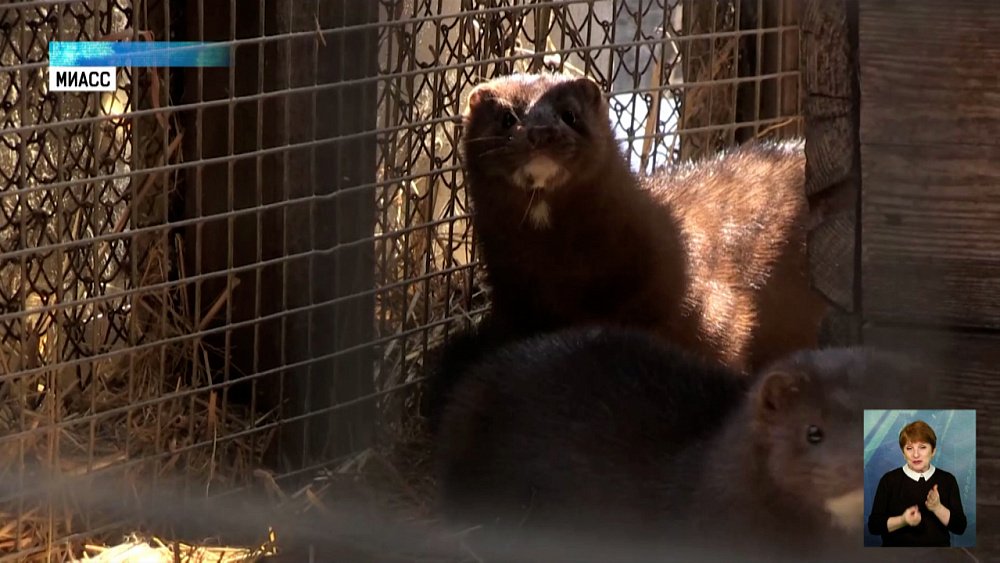 Школьники помогают питомнику норок