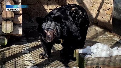 В Челябинском зоопарке показали старого медведя
