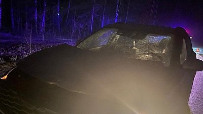 В Кыштыме водитель авто насмерть сбил лося